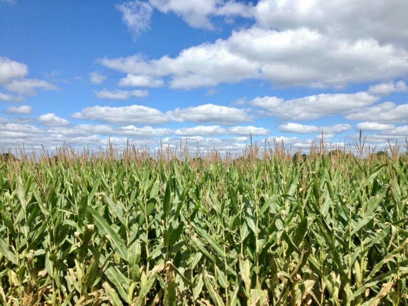 to Red Cottage Hideaway Woodland Cottage Romantice cabin in